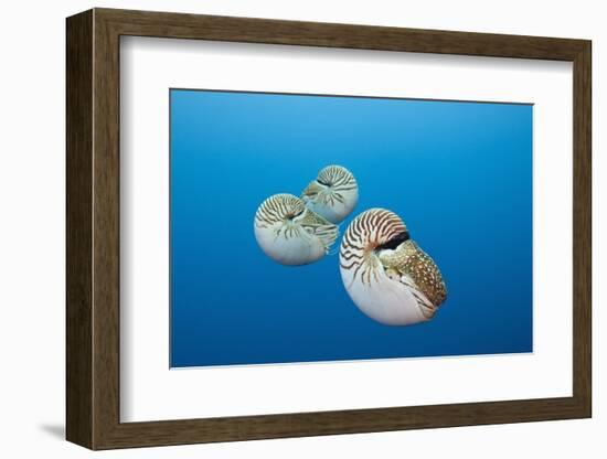 Group of Chambered Nautilus (Nautilus Belauensis), Micronesia, Palau-Reinhard Dirscherl-Framed Photographic Print