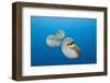 Group of Chambered Nautilus (Nautilus Belauensis), Micronesia, Palau-Reinhard Dirscherl-Framed Photographic Print