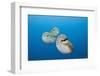 Group of Chambered Nautilus (Nautilus Belauensis), Micronesia, Palau-Reinhard Dirscherl-Framed Photographic Print