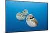 Group of Chambered Nautilus (Nautilus Belauensis), Micronesia, Palau-Reinhard Dirscherl-Mounted Photographic Print