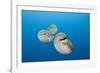 Group of Chambered Nautilus (Nautilus Belauensis), Micronesia, Palau-Reinhard Dirscherl-Framed Photographic Print