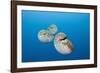 Group of Chambered Nautilus (Nautilus Belauensis), Micronesia, Palau-Reinhard Dirscherl-Framed Photographic Print