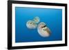 Group of Chambered Nautilus (Nautilus Belauensis), Micronesia, Palau-Reinhard Dirscherl-Framed Photographic Print