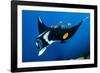 group of clarion angelfish cleaning an oceanic manta ray-alex mustard-Framed Photographic Print