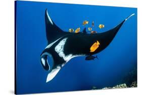 group of clarion angelfish cleaning an oceanic manta ray-alex mustard-Stretched Canvas