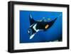 group of clarion angelfish cleaning an oceanic manta ray-alex mustard-Framed Photographic Print