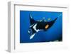 group of clarion angelfish cleaning an oceanic manta ray-alex mustard-Framed Photographic Print