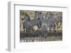 Group of common zebra (plains zebra) (Burchell's zebra) (Equus burchelli) drinking, Mikumi National-James Hager-Framed Photographic Print