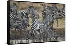 Group of common zebra (plains zebra) (Burchell's zebra) (Equus burchelli) drinking, Mikumi National-James Hager-Framed Stretched Canvas