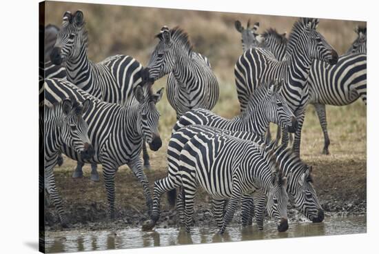 Group of common zebra (plains zebra) (Burchell's zebra) (Equus burchelli) drinking, Mikumi National-James Hager-Stretched Canvas