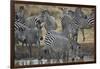 Group of common zebra (plains zebra) (Burchell's zebra) (Equus burchelli) drinking, Mikumi National-James Hager-Framed Photographic Print