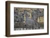 Group of common zebra (plains zebra) (Burchell's zebra) (Equus burchelli) drinking, Mikumi National-James Hager-Framed Photographic Print