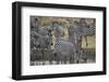 Group of common zebra (plains zebra) (Burchell's zebra) (Equus burchelli) drinking, Mikumi National-James Hager-Framed Photographic Print