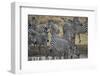 Group of common zebra (plains zebra) (Burchell's zebra) (Equus burchelli) drinking, Mikumi National-James Hager-Framed Photographic Print