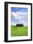 Group of Cypress Trees Near San Quirico-Markus Lange-Framed Photographic Print