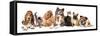 Group of Dogs and Cat Different Breeds, Cat and Dog-Lilun-Framed Stretched Canvas