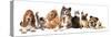 Group of Dogs and Cat Different Breeds, Cat and Dog-Lilun-Stretched Canvas