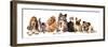 Group of Dogs and Cat Different Breeds, Cat and Dog-Lilun-Framed Photographic Print