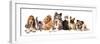 Group of Dogs and Cat Different Breeds, Cat and Dog-Lilun-Framed Photographic Print