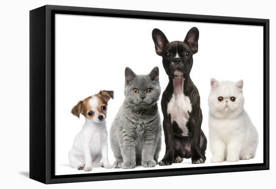 Group of Dogs and Cats in Front of White Background-Life on White-Framed Stretched Canvas