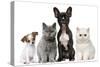 Group of Dogs and Cats in Front of White Background-Life on White-Stretched Canvas