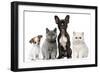 Group of Dogs and Cats in Front of White Background-Life on White-Framed Photographic Print