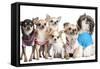 Group Of Dogs Dressed-Up : 5 Chihuahuas And A Shih Tzu-Life on White-Framed Stretched Canvas