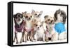 Group Of Dogs Dressed-Up : 5 Chihuahuas And A Shih Tzu-Life on White-Framed Stretched Canvas