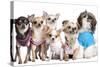 Group Of Dogs Dressed-Up : 5 Chihuahuas And A Shih Tzu-Life on White-Stretched Canvas