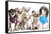 Group Of Dogs Dressed-Up : 5 Chihuahuas And A Shih Tzu-Life on White-Framed Stretched Canvas