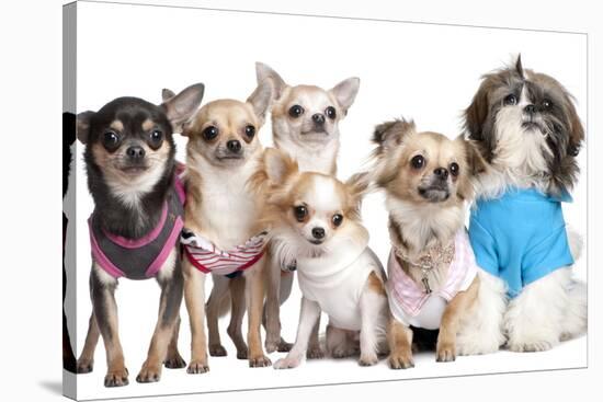 Group Of Dogs Dressed-Up : 5 Chihuahuas And A Shih Tzu-Life on White-Stretched Canvas