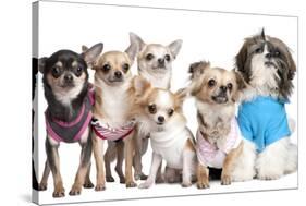 Group Of Dogs Dressed-Up : 5 Chihuahuas And A Shih Tzu-Life on White-Stretched Canvas