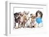 Group Of Dogs Dressed-Up : 5 Chihuahuas And A Shih Tzu-Life on White-Framed Photographic Print