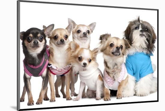 Group Of Dogs Dressed-Up : 5 Chihuahuas And A Shih Tzu-Life on White-Mounted Photographic Print