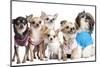 Group Of Dogs Dressed-Up : 5 Chihuahuas And A Shih Tzu-Life on White-Mounted Photographic Print