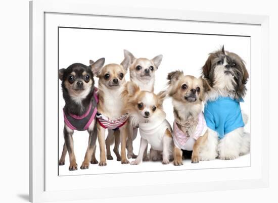 Group Of Dogs Dressed-Up : 5 Chihuahuas And A Shih Tzu-Life on White-Framed Photographic Print