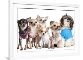 Group Of Dogs Dressed-Up : 5 Chihuahuas And A Shih Tzu-Life on White-Framed Photographic Print