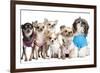 Group Of Dogs Dressed-Up : 5 Chihuahuas And A Shih Tzu-Life on White-Framed Photographic Print