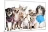 Group Of Dogs Dressed-Up : 5 Chihuahuas And A Shih Tzu-Life on White-Mounted Photographic Print