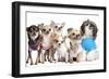 Group Of Dogs Dressed-Up : 5 Chihuahuas And A Shih Tzu-Life on White-Framed Photographic Print