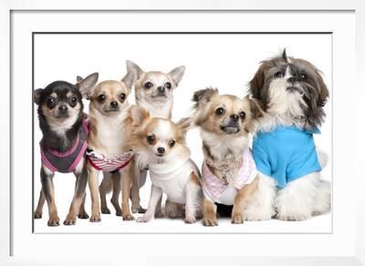 Group Of Dogs Dressed Up 5 Chihuahuas And A Shih Tzu Photographic Print Life On White Allposters Com