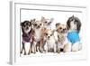 Group Of Dogs Dressed-Up : 5 Chihuahuas And A Shih Tzu-Life on White-Framed Photographic Print