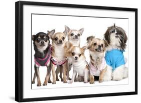 Group Of Dogs Dressed-Up : 5 Chihuahuas And A Shih Tzu-Life on White-Framed Photographic Print