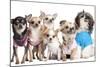 Group Of Dogs Dressed-Up : 5 Chihuahuas And A Shih Tzu-Life on White-Mounted Photographic Print