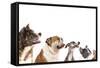 Group of Dogs is Looking Up-Lilun-Framed Stretched Canvas