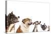 Group of Dogs is Looking Up-Lilun-Stretched Canvas