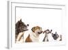 Group of Dogs is Looking Up-Lilun-Framed Photographic Print