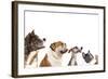Group of Dogs is Looking Up-Lilun-Framed Photographic Print