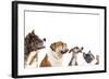 Group of Dogs is Looking Up-Lilun-Framed Photographic Print