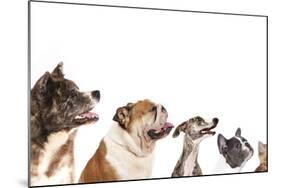 Group of Dogs is Looking Up-Lilun-Mounted Photographic Print